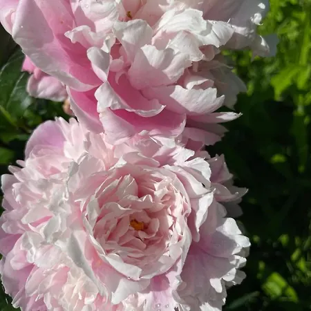 Apartmán Fam. Lerch *