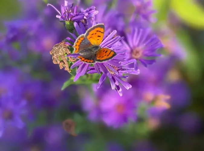 Fam. Lerch Apartment