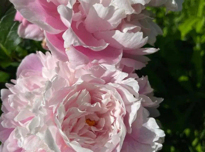 Apartment Fam. Lerch *